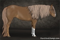 Horse Color:Chocolate Palomino 