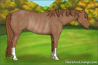 Horse Color:Chestnut Rabicano 