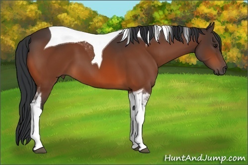 Horse Color: Brown Tobiano 
