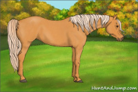 Horse Color:Chocolate Palomino Roan 