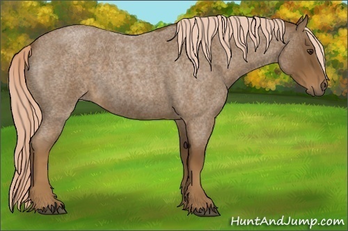 Horse Color:Chocolate Palomino Roan 