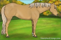 Horse Color:Palomino 