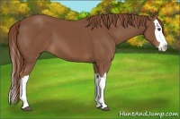 Horse Color:Chestnut Splash 