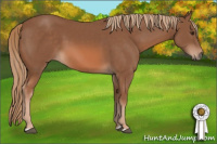 Horse Color:Liver Chestnut 