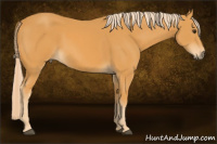 Horse Color:Chocolate Palomino 