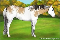 Horse Color:White Spotted Buckskin Dun Splash 