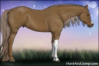 Horse Color:Chocolate Palomino 