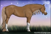 Horse Color:Chocolate Palomino 