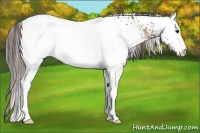 Horse Color:White Spotted Classic Champagne 