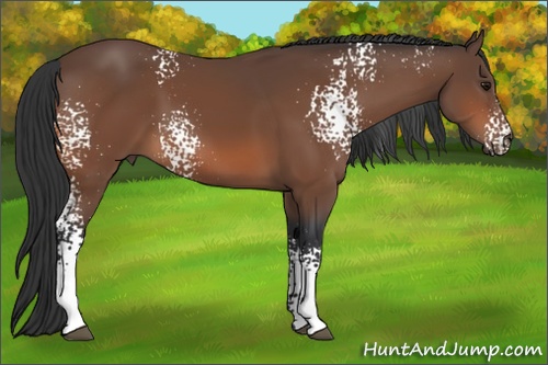 Horse Color:White Spotted Bay Sabino