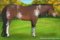 Horse Color:White Spotted Bay Sabino