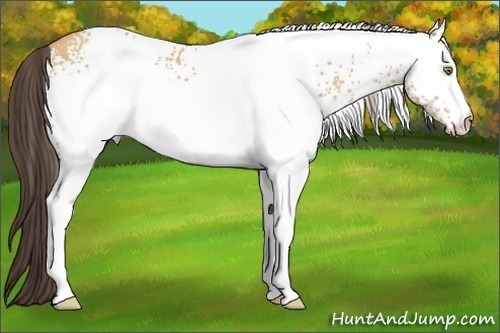 Horse Color: White Spotted Amber Champagne 