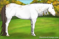 Horse Color:White Spotted Amber Champagne 