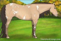 Horse Color:White Spotted Amber Champagne 