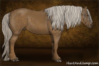 Horse Color:Chocolate Palomino 