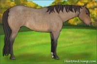 Horse Color:Buckskin Roan 