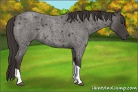 Horse Color:Smoky Blue Roan Tobiano 