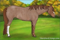 Horse Color:Red Roan 