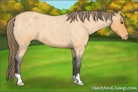 Horse Color:Buckskin Roan Varnish 