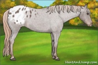 Horse Color:Liver Red Roan Appaloosa 
