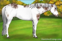 Horse Color:Bay Sabino Frame 