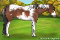 Horse Color:Bay Sabino Tobiano Frame 