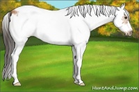 Horse Color:White Spotted Bay Splash Frame 
