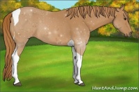 Horse Color:ERROR: UNKNOWN ANOMALY