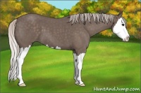 Horse Color:Silver Blue Roan Splash 