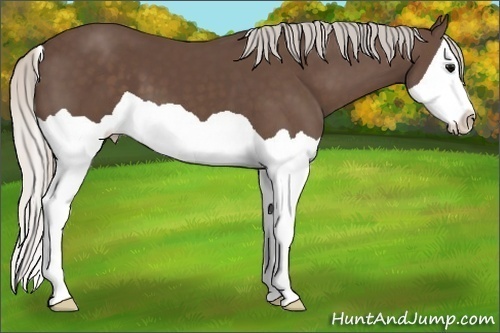 Horse Color: Silver Black Splash 