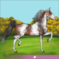 Horse Color:White Spotted Bay Splash 