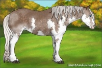 Horse Color:Silver Black Splash 