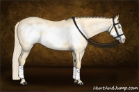 Horse Color:Gold Cream Champagne Dun Frame 