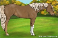 Horse Color:Chocolate Palomino 