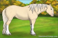 Horse Color:Gold Cream Champagne Dun 