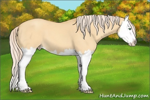 Horse Color: Gold Cream Champagne Dun Splash 