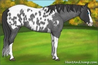 Horse Color:Blue Roan Splash Tobiano Appaloosa 