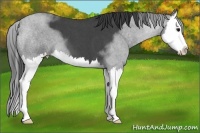 Horse Color:Blue Roan Sabino Splash