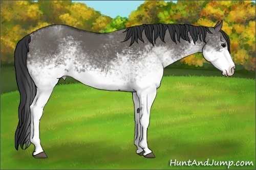 Horse Color: White Spotted Grullo Tobiano 