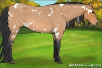 Horse Color:White Spotted Bay Roan 