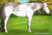 Horse Color:White Spotted Classic Champagne Roan 