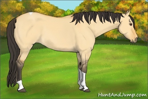Horse Color: Buckskin Dun Tobiano Rabicano 