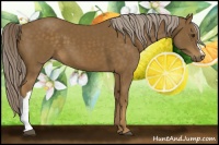 Horse Color:Chocolate Palomino 