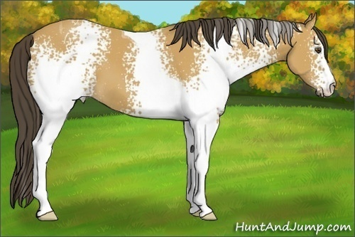 Horse Color: White Spotted Buckskin Tobiano 