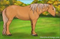 Horse Color:Chocolate Palomino 