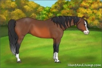 Horse Color:Bay Splash 