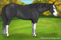 Horse Color:Black Splash 