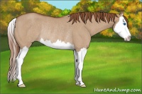 Horse Color:Red Dun Roan Splash Rabicano 