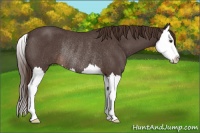 Horse Color:Liver Red Roan Splash Rabicano 