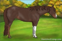 Horse Color:Liver Chestnut 